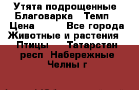 Утята подрощенные “Благоварка“,“Темп“ › Цена ­ 100 - Все города Животные и растения » Птицы   . Татарстан респ.,Набережные Челны г.